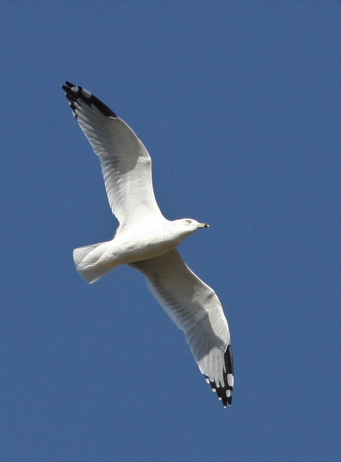 Ring-billed Gull - Irene Crosland