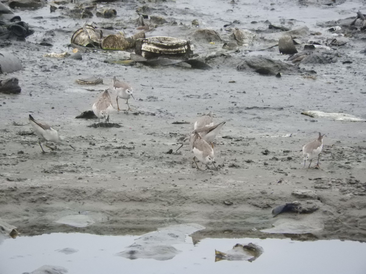 Wilson's Phalarope - Ana Verónica Arburúas