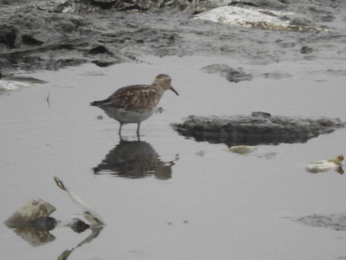 Pectoral Sandpiper - Ana Verónica Arburúas