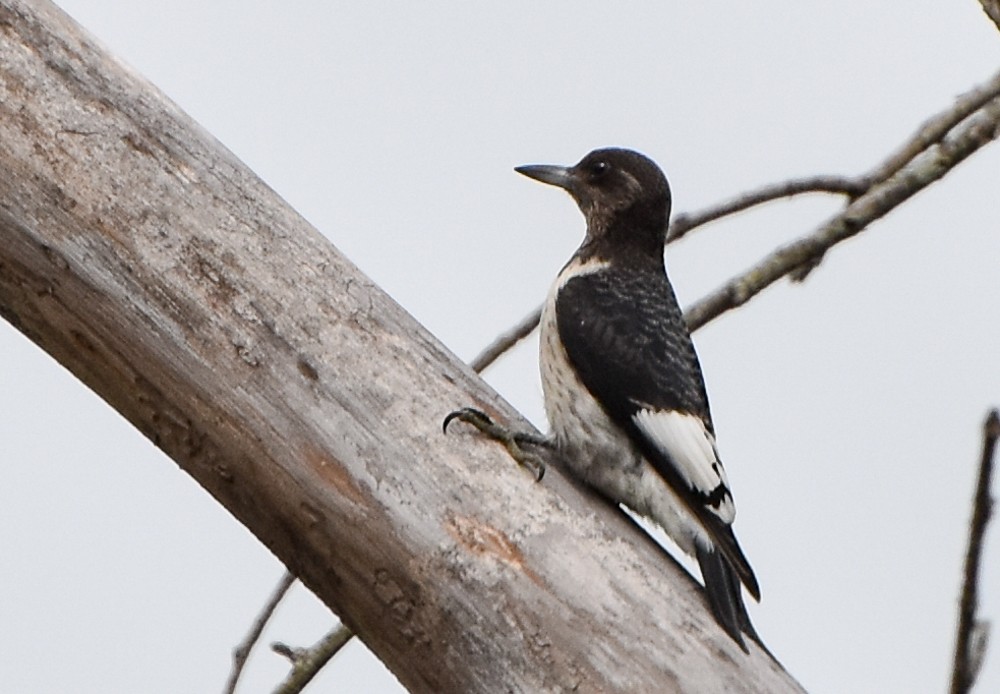 Red-headed Woodpecker - ML266296381