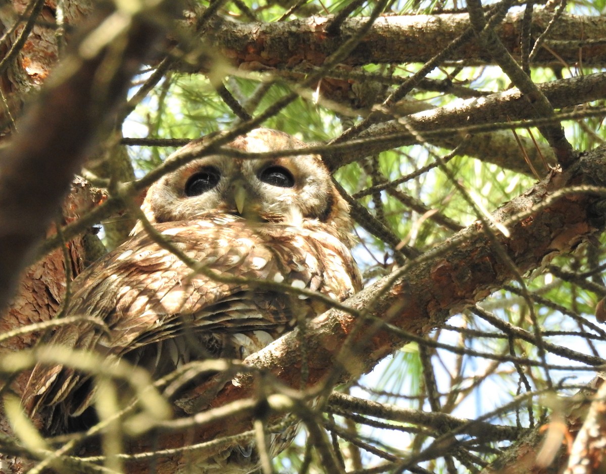 Tawny Owl - ML266296921