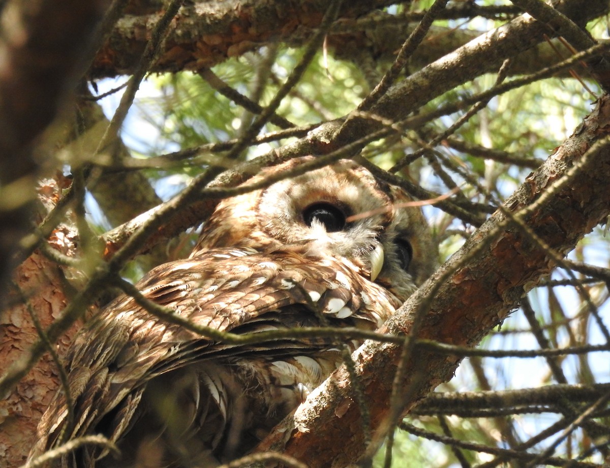 Tawny Owl - ML266296981