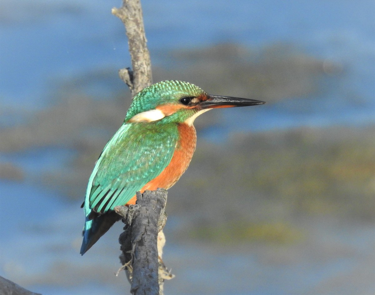 Common Kingfisher - ML266299861