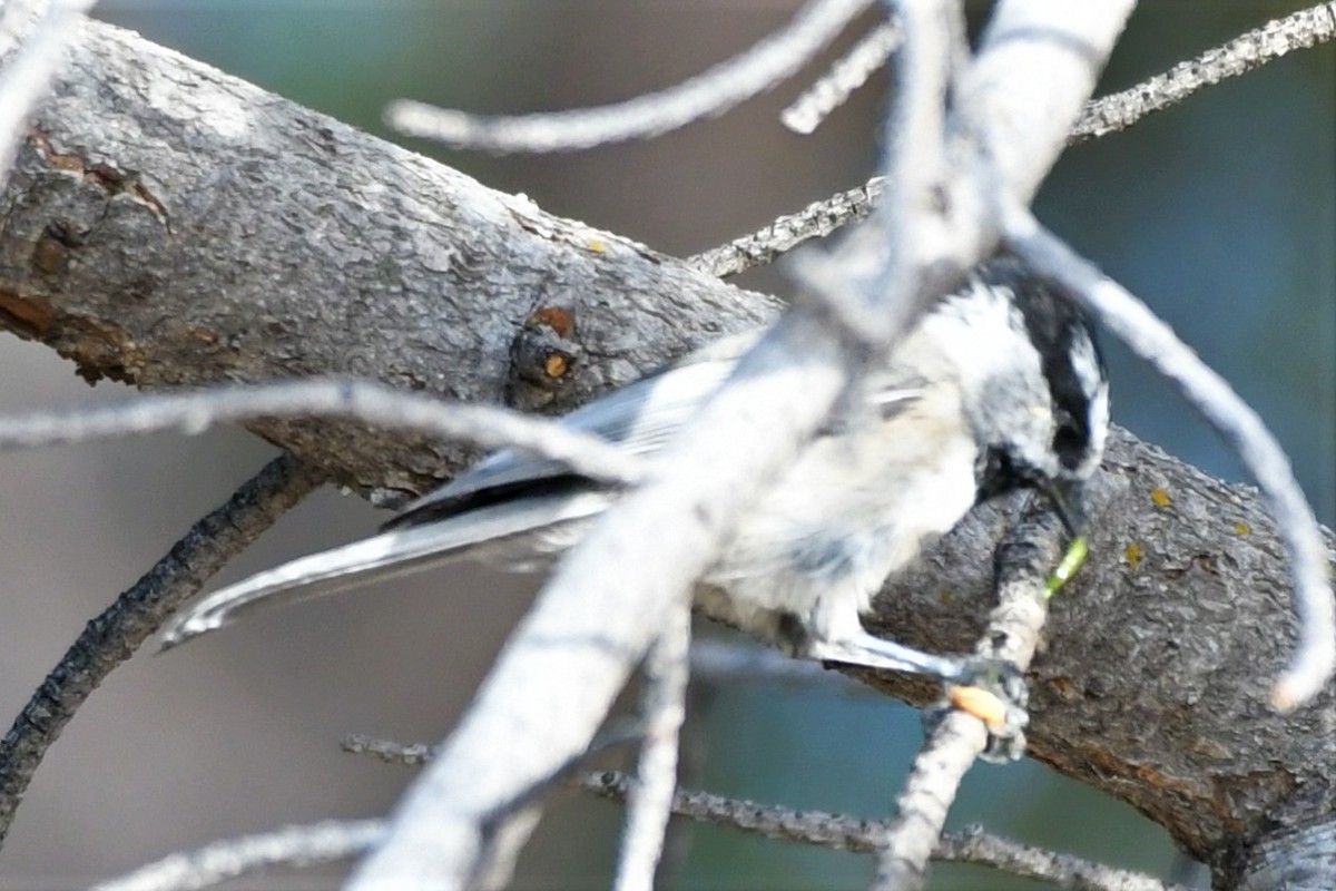 Mountain Chickadee - ML266301501