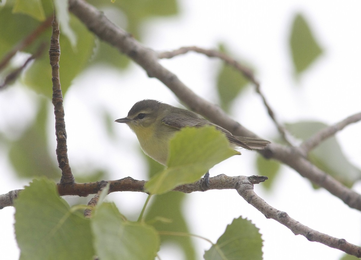 Philadelphia Vireo - Matt Hysell