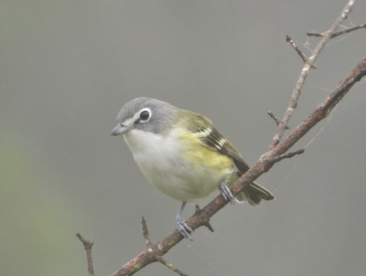Vireo Solitario - ML266302651