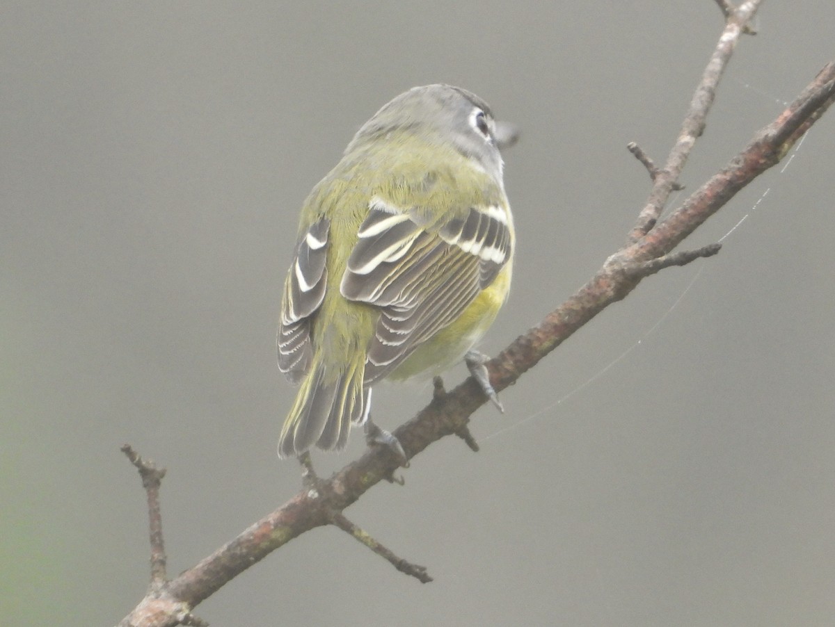 Vireo Solitario - ML266302671