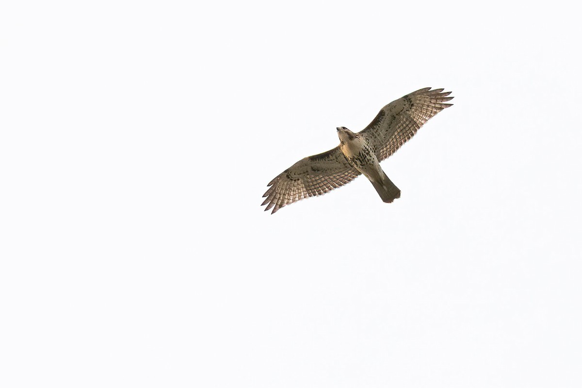 Red-tailed Hawk - ML266308421