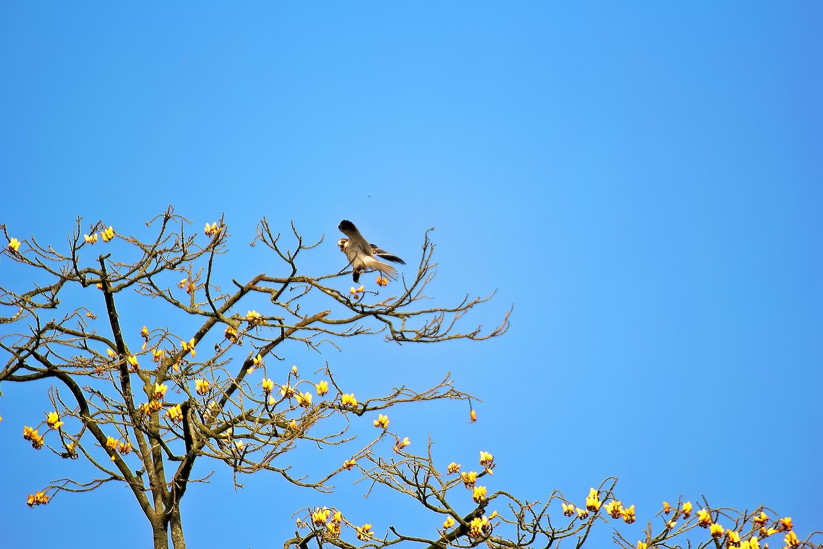 White-tailed Kite - ML266308761