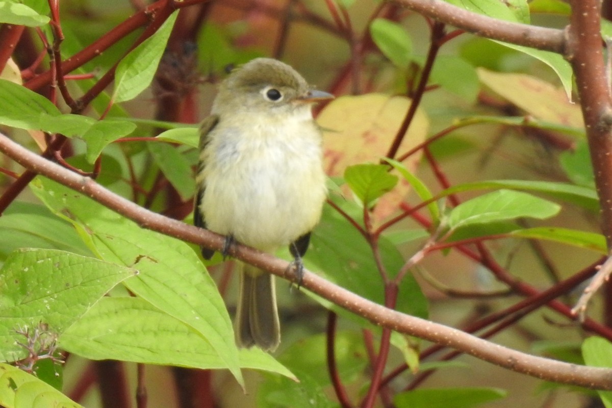 Least Flycatcher - ML266309621