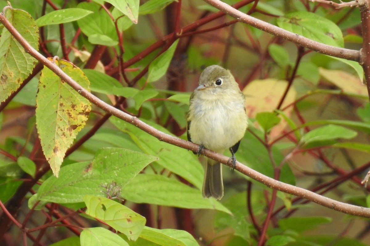 Least Flycatcher - ML266309631