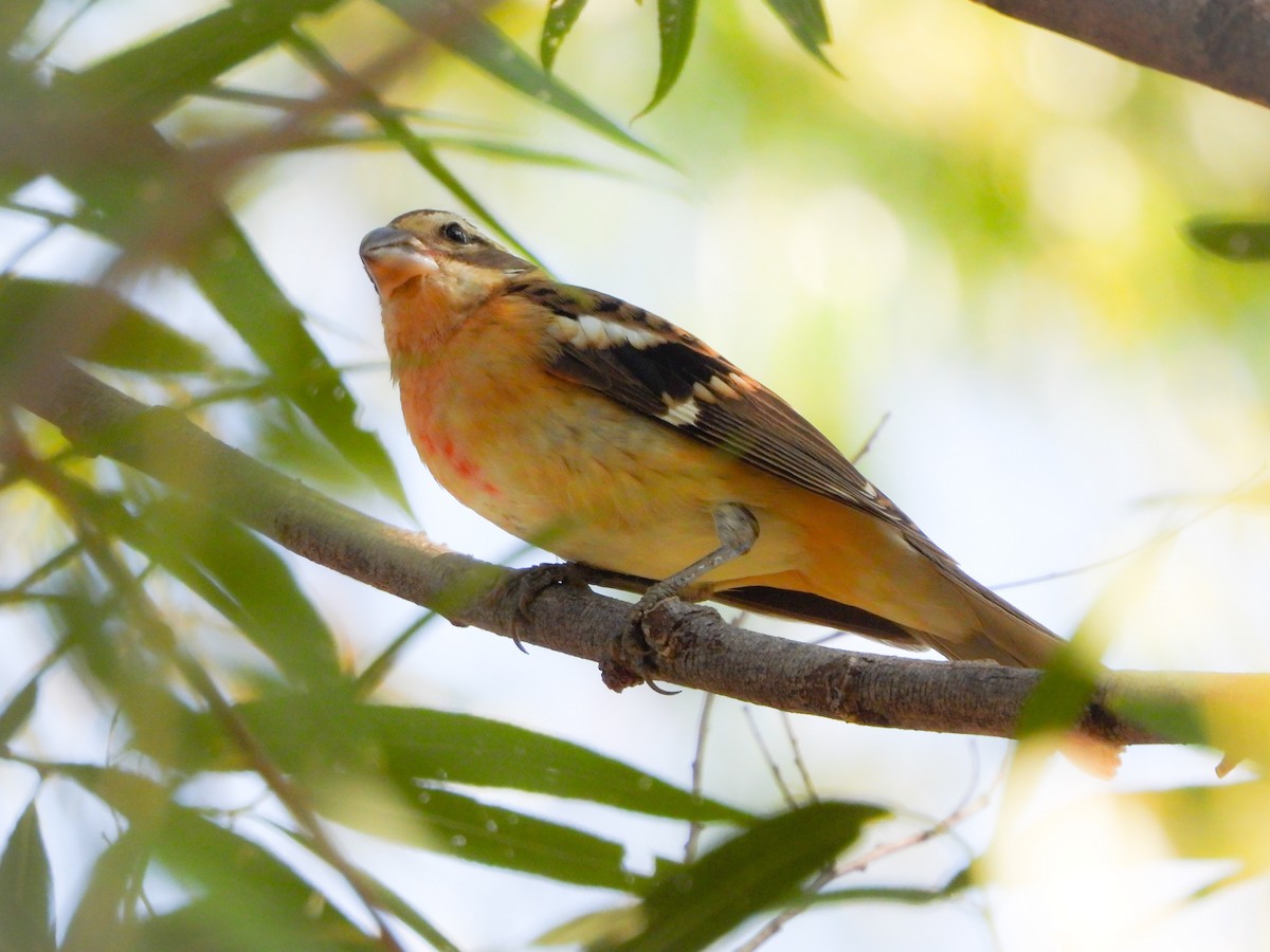 Rose-breasted Grosbeak - H B³