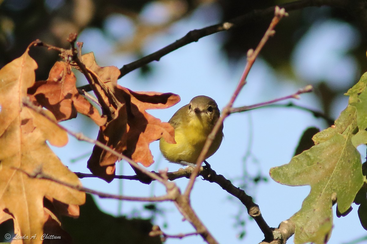 Vireo de Filadelfia - ML266311971