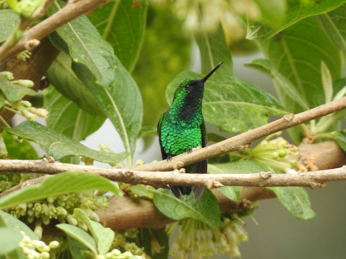 Short-tailed Emerald - ML266313421