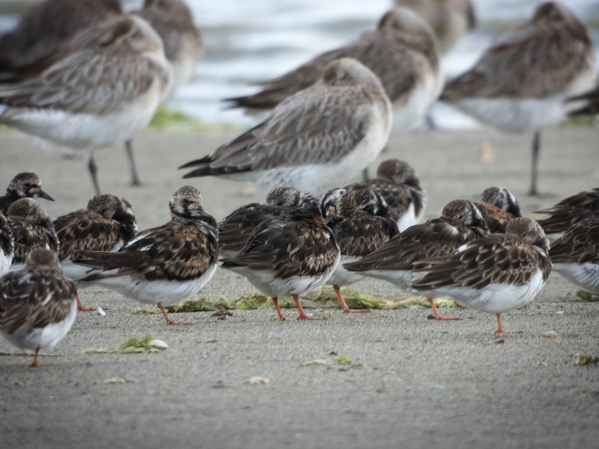 Ruddy Turnstone - Adam Colley