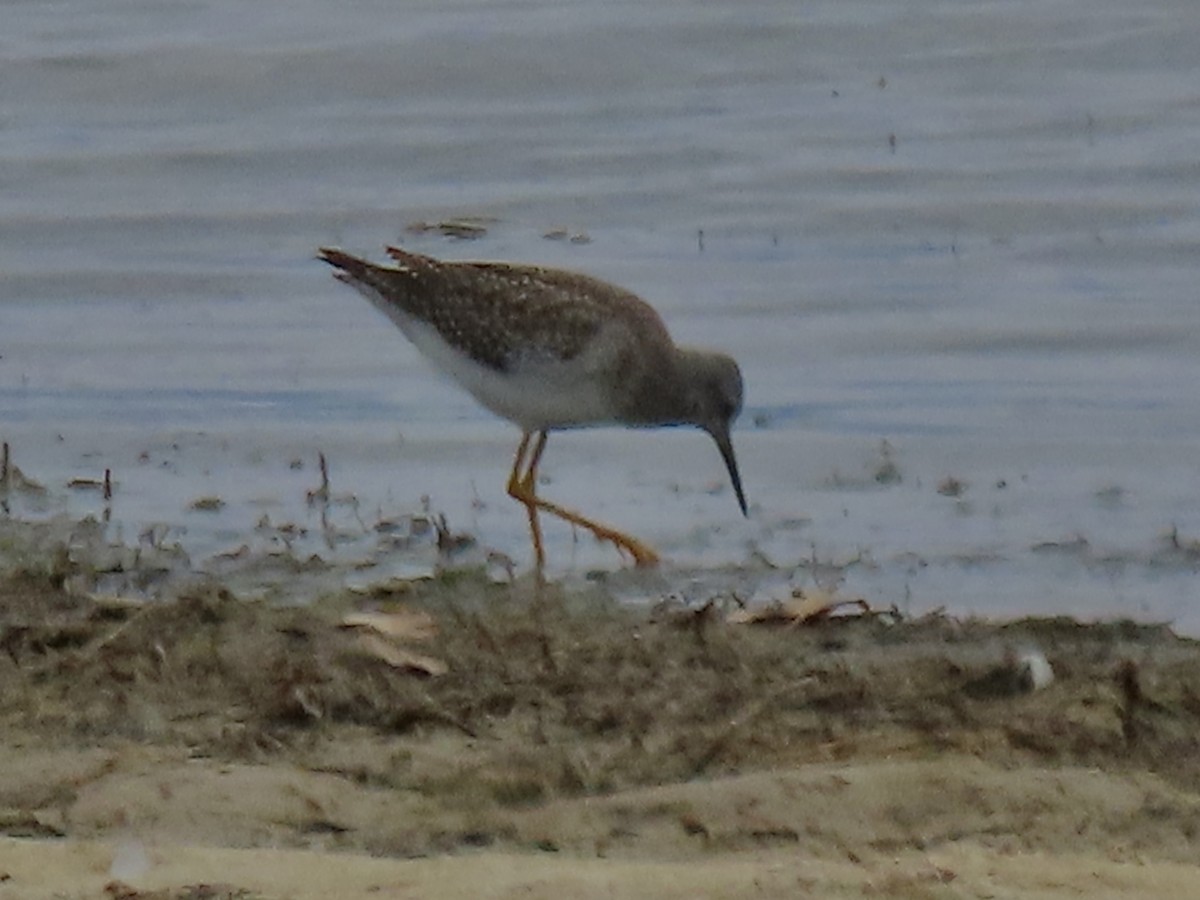 Lesser Yellowlegs - Diane Roberts