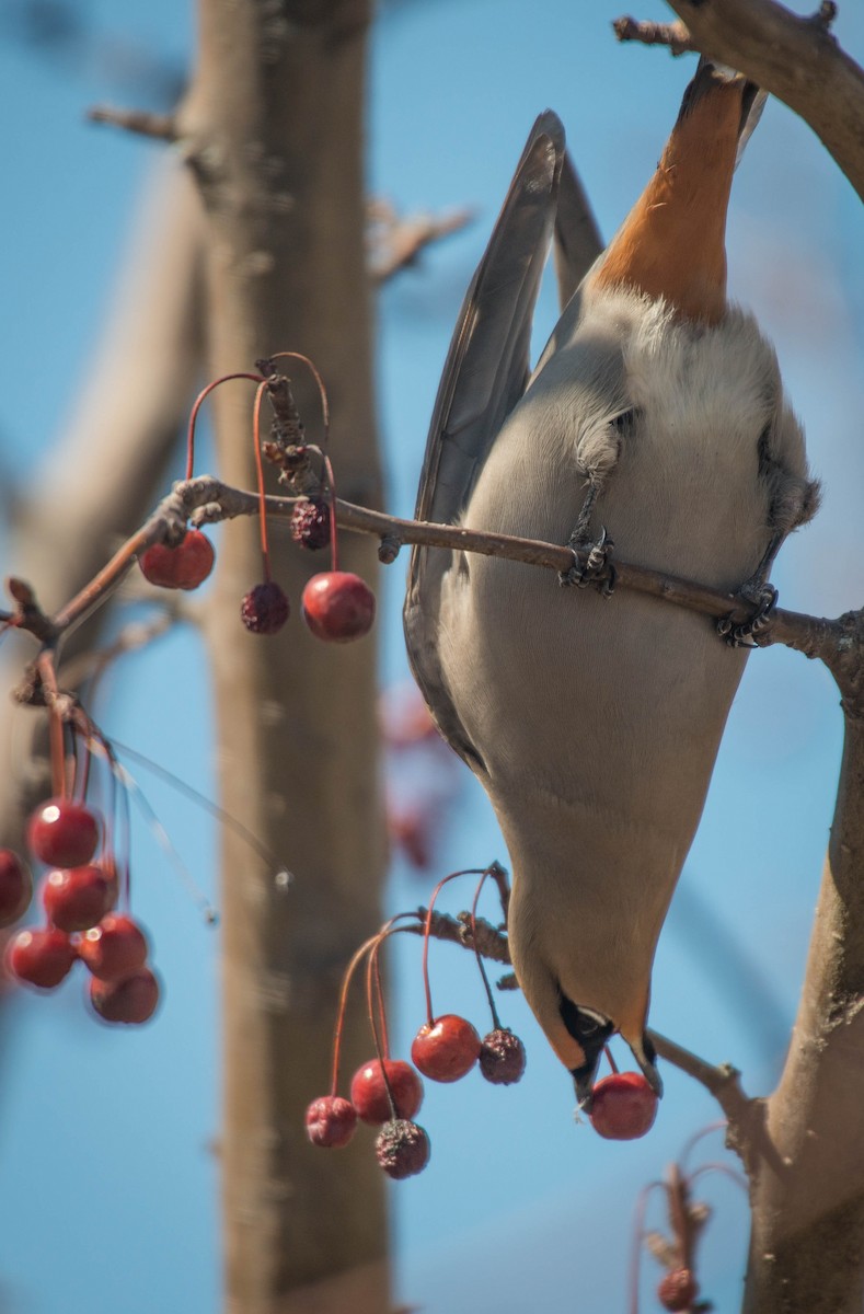 Bohemian Waxwing - ML26632261