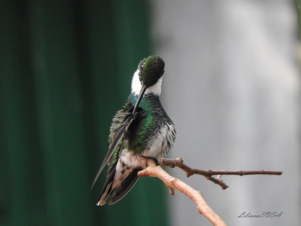 White-throated Hummingbird - Liliana Noemi Sosa