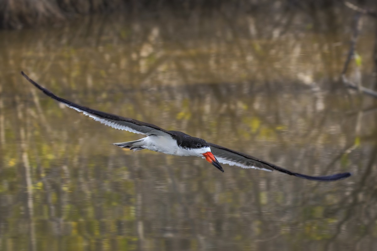 Black Skimmer - ML266324841