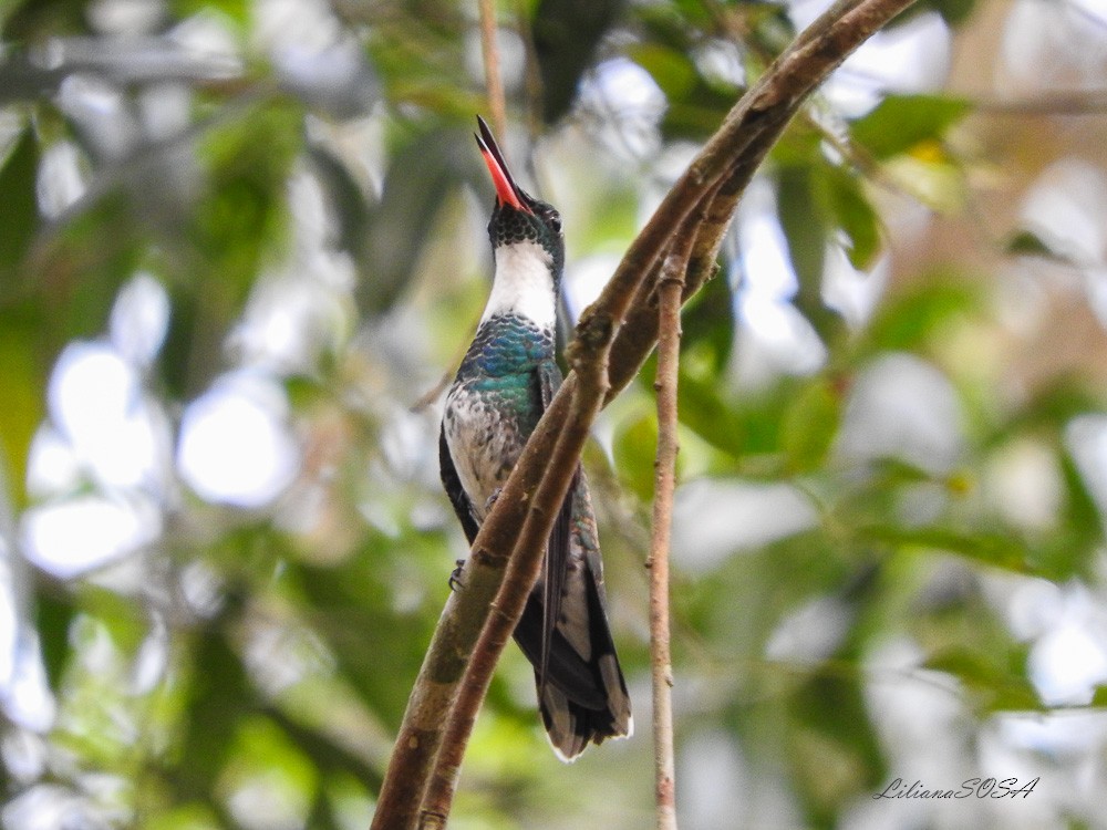 Colibri à gorge blanche - ML266324911