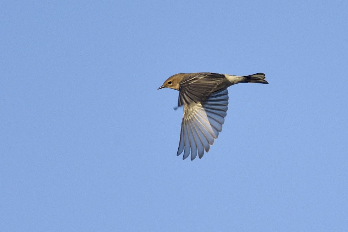 Yellow-rumped Warbler (Myrtle) - ML266325091