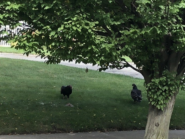 Turkey Vulture - ML266325511