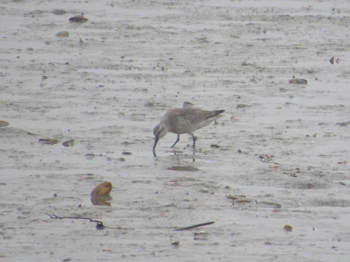 Red Knot - ML266325811