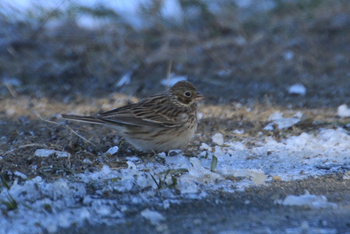 Vesper Sparrow - Tim Lenz