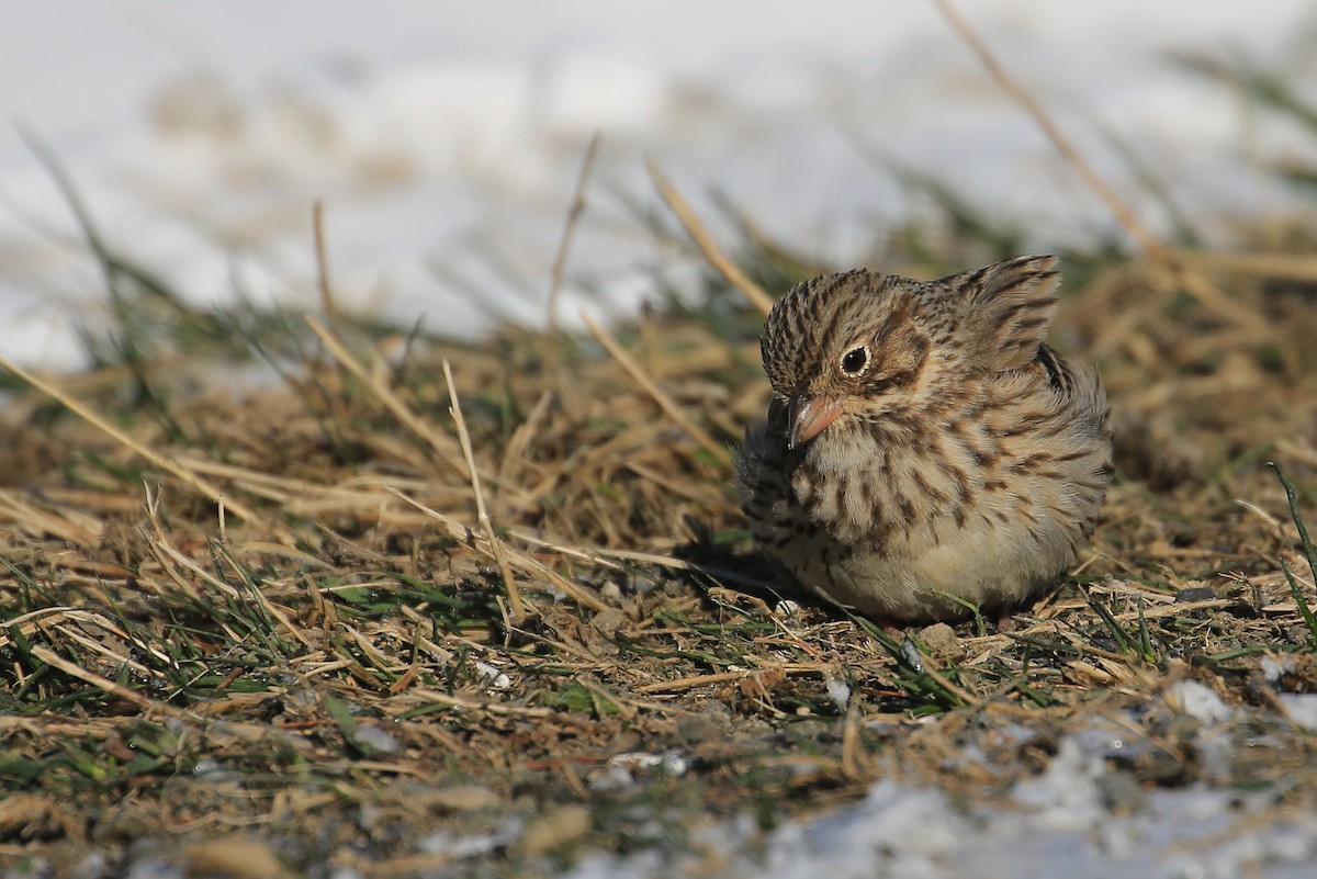 Vesper Sparrow - ML26632651