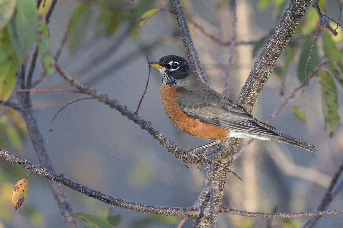 American Robin - ML266326911