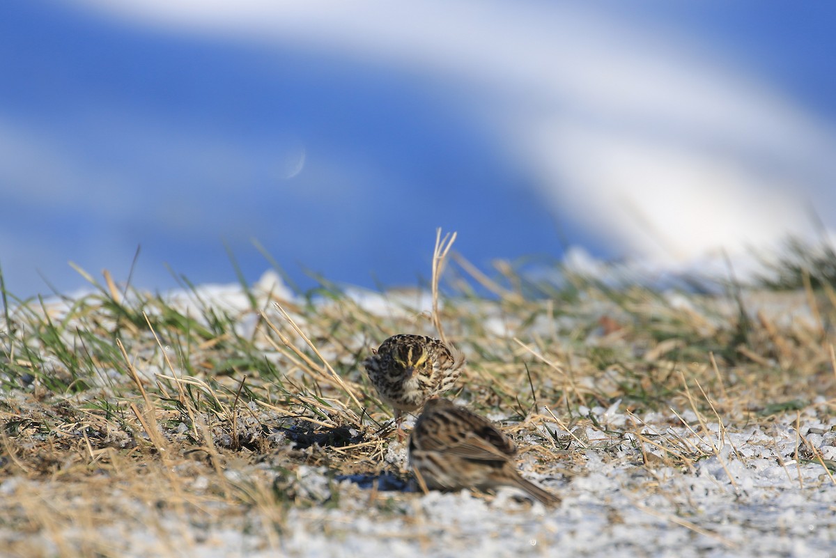 Savannah Sparrow - ML26632761