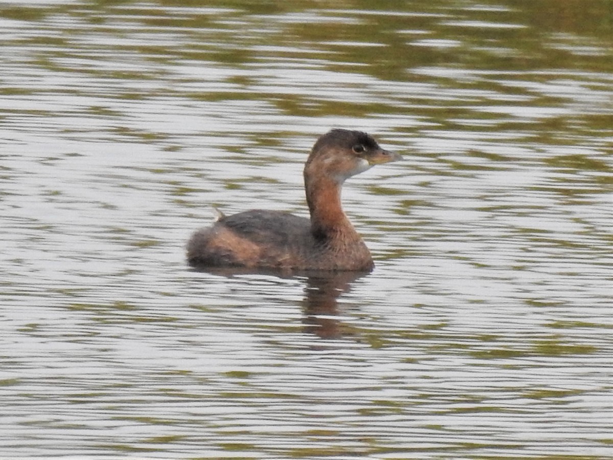 Pied-billed Grebe - ML266328561