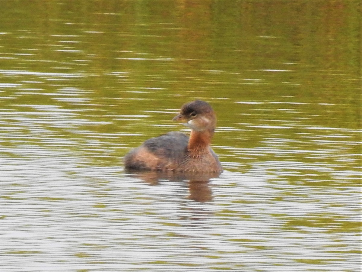 Pied-billed Grebe - Marty Finch