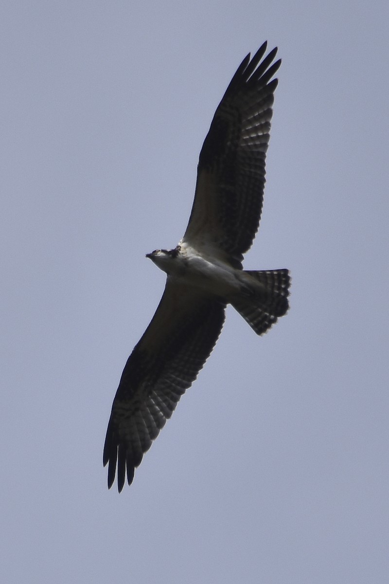 Osprey - ML266329031