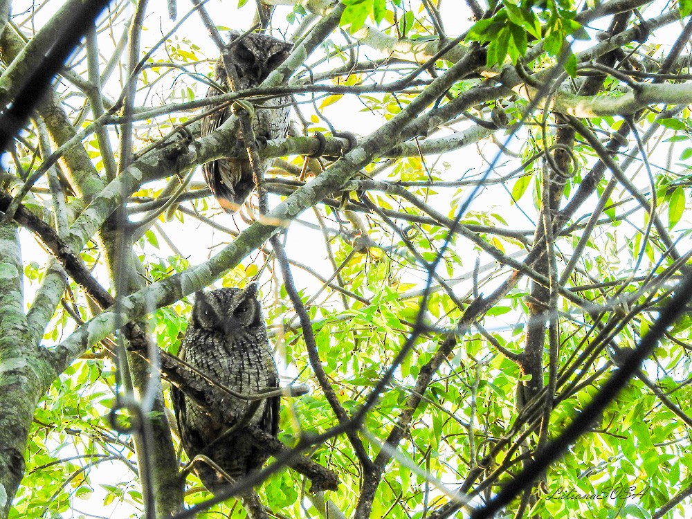 Tropical Screech-Owl - ML266330211