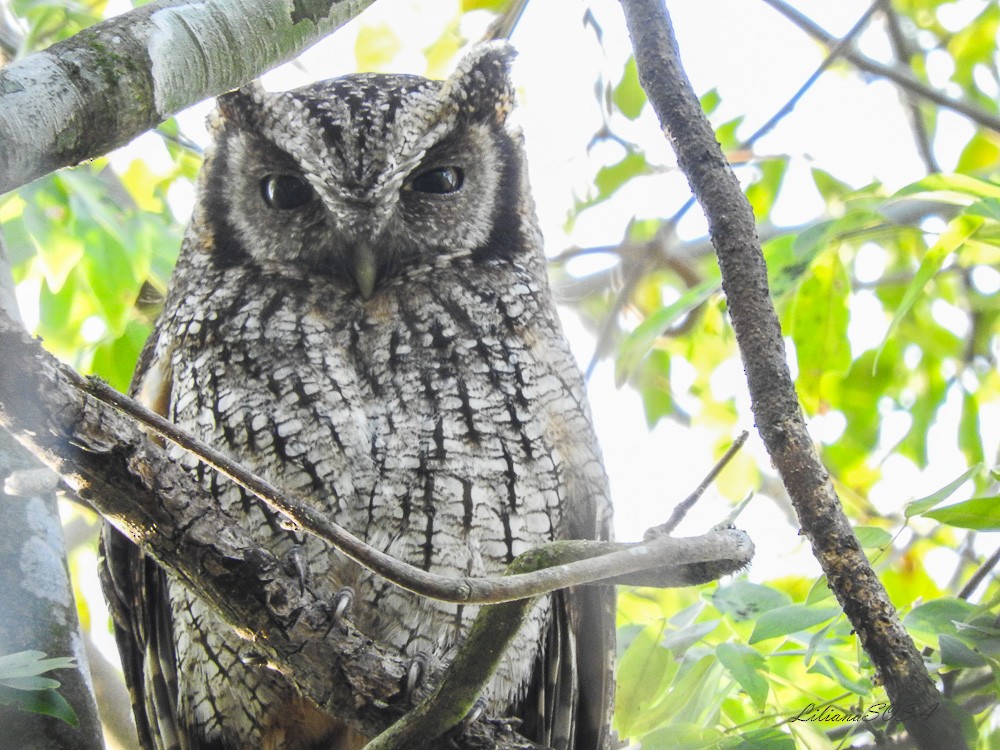 Tropical Screech-Owl - ML266330341