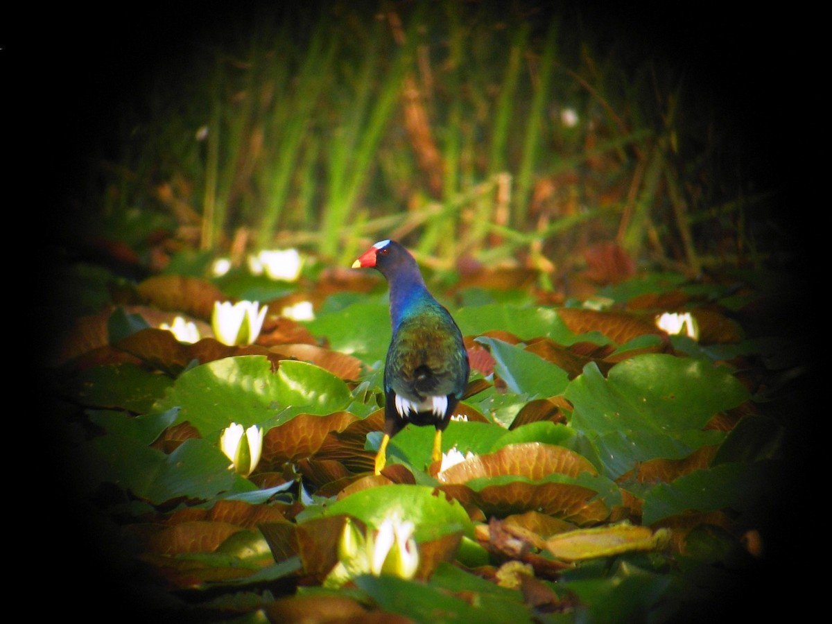 Purple Gallinule - Chris Barrigar