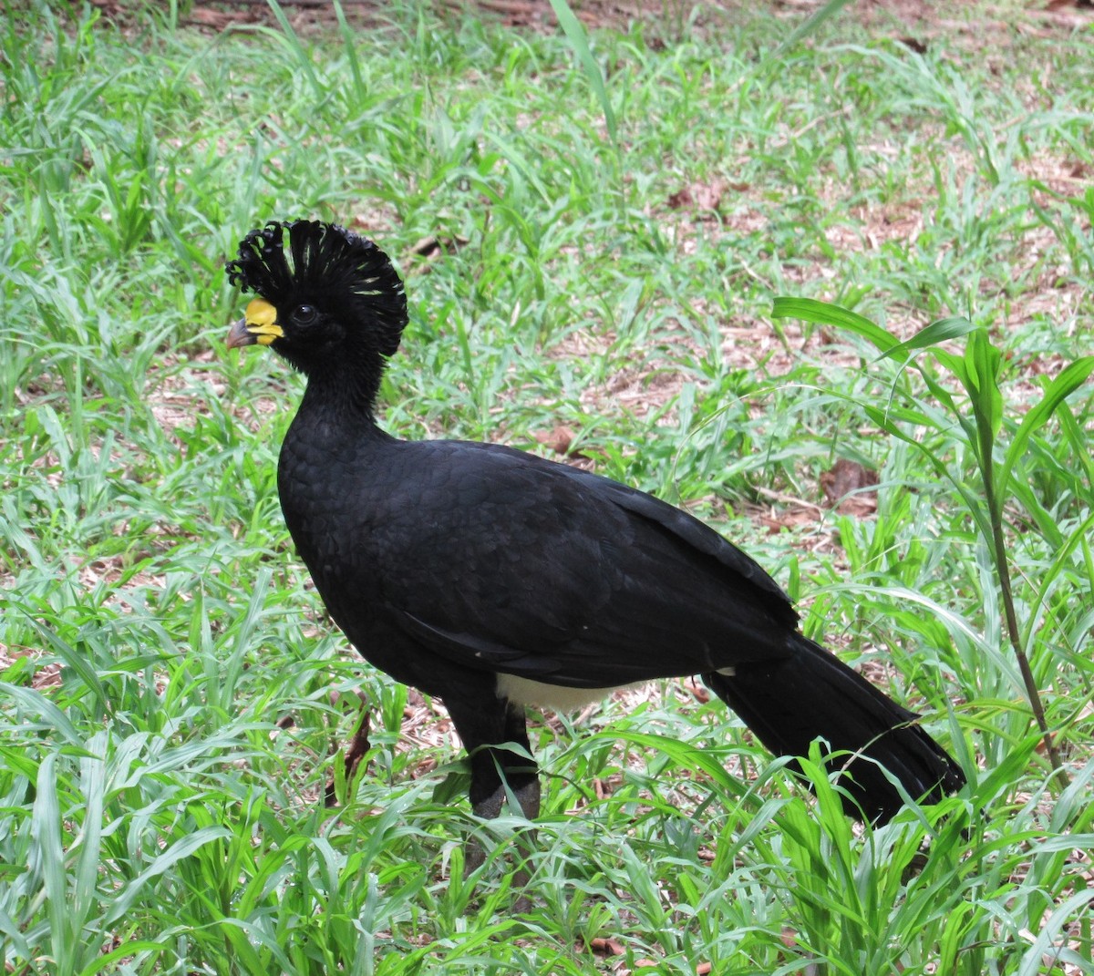 Great Curassow - ML26633201