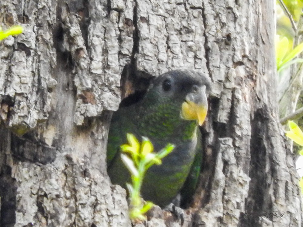 Scaly-headed Parrot - ML266333231