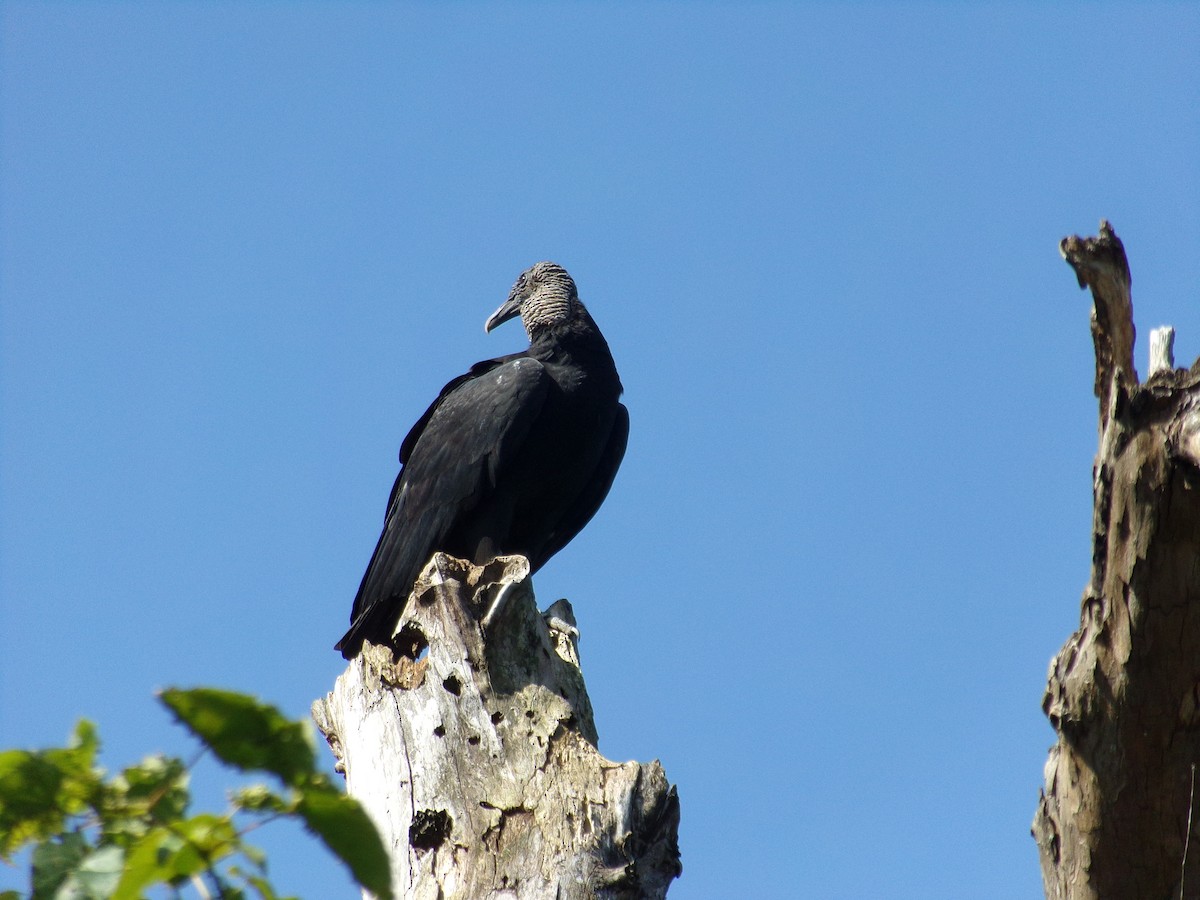 Black Vulture - Phill and Lis Henry