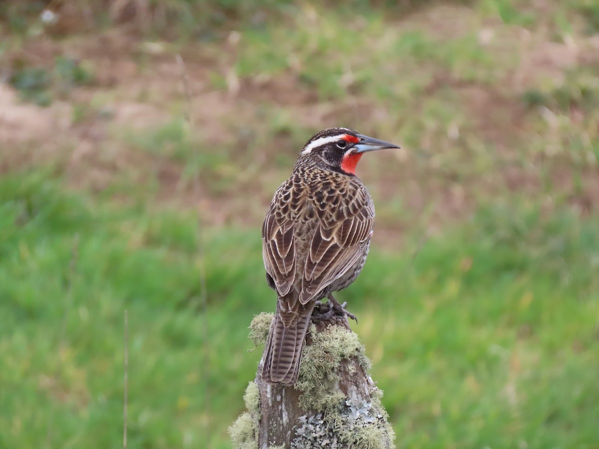 Long-tailed Meadowlark - ML266335681