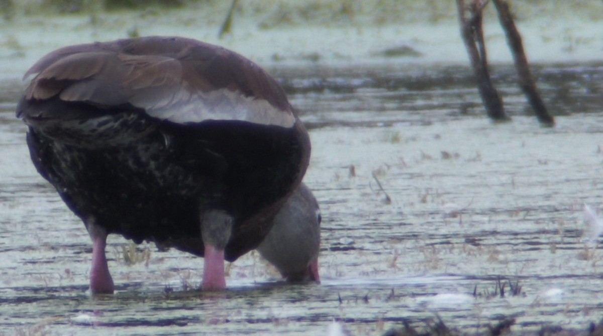 Black-bellied Whistling-Duck (fulgens) - ML266336461