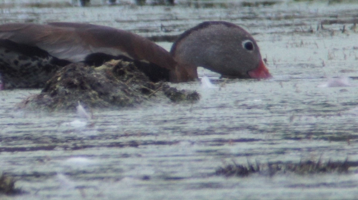 Black-bellied Whistling-Duck (Northern) - ML266336491