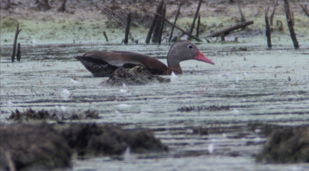 Black-bellied Whistling-Duck (Northern) - ML266336501