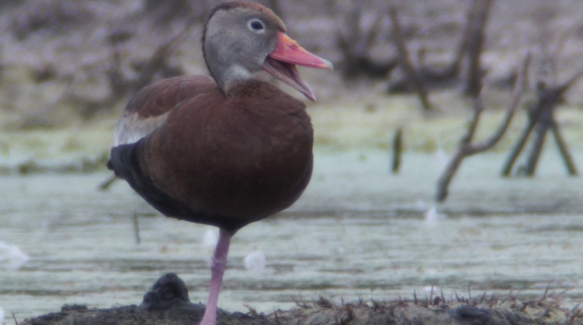 Black-bellied Whistling-Duck (Northern) - ML266336521