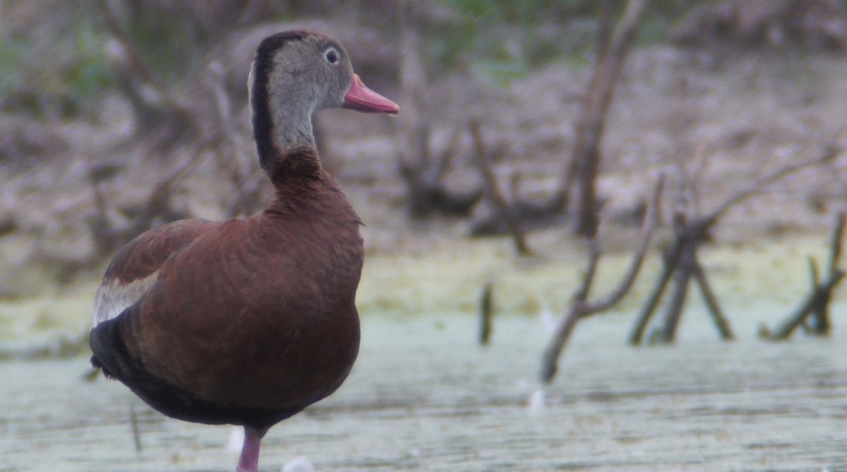 Black-bellied Whistling-Duck (Northern) - ML266336541