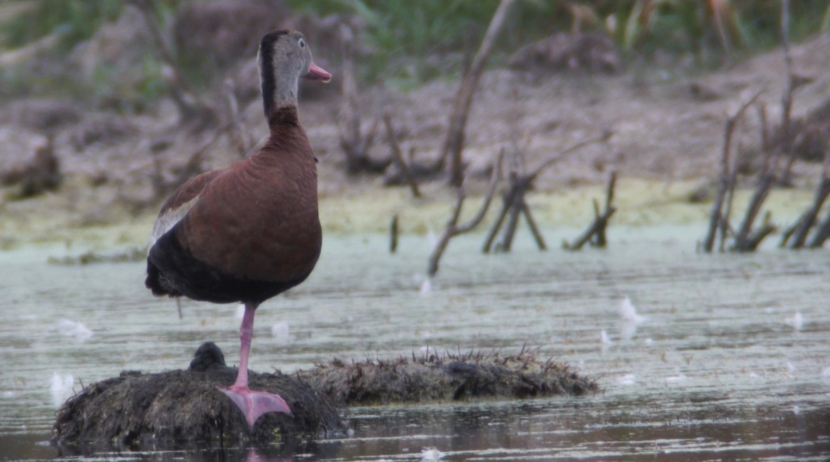 Black-bellied Whistling-Duck (Northern) - ML266336551