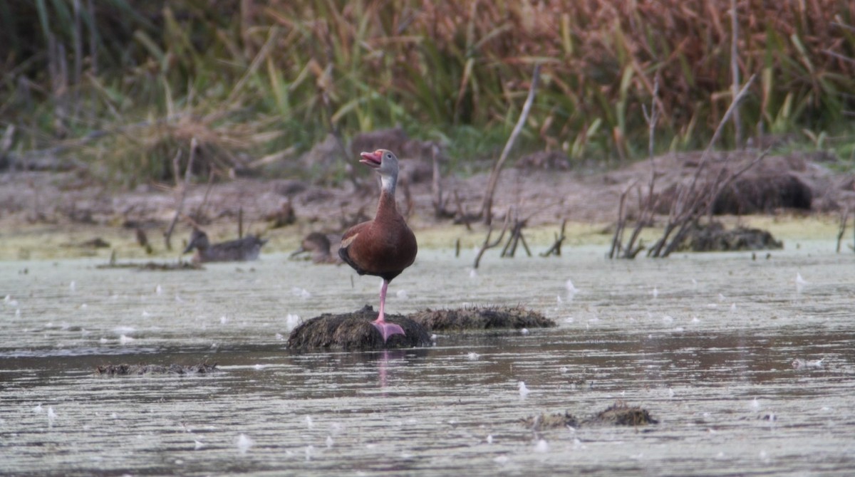 Black-bellied Whistling-Duck (Northern) - ML266336561