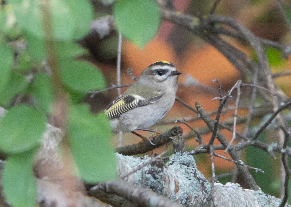 Golden-crowned Kinglet - ML266336631