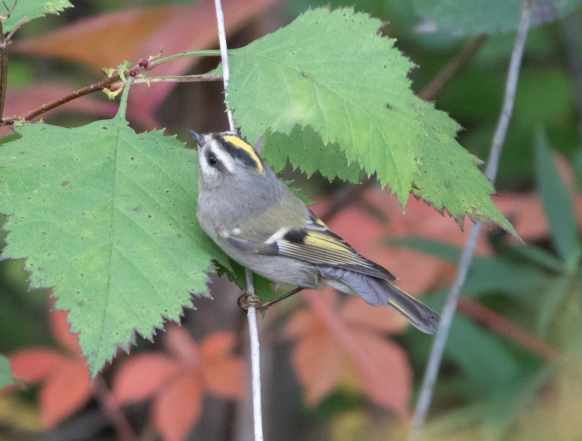 Golden-crowned Kinglet - ML266336711